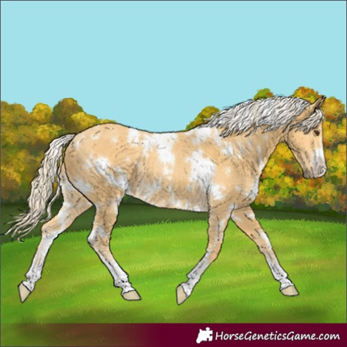 Horse Color:White Spotted Palomino Rabicano