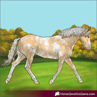Horse Color:White Spotted Palomino Rabicano