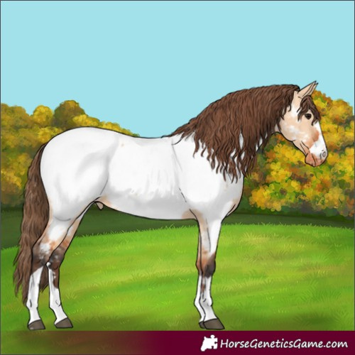 Horse Color:Bay Dun Appaloosa 