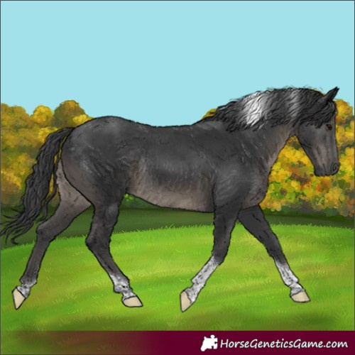 Horse Color:Black Tobiano Rabicano