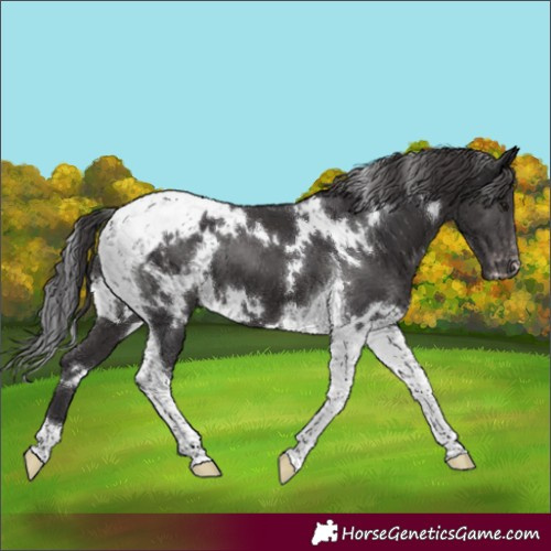 Horse Color:White Spotted Smoky Black Tobiano Appaloosa