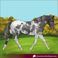 Horse Color:White Spotted Smoky Black Tobiano Appaloosa
