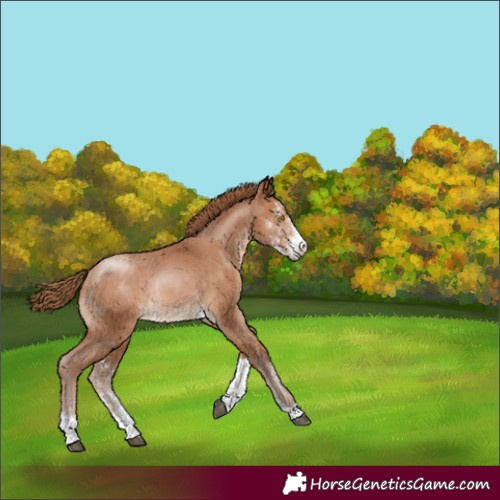 Horse Color:Brown Pearl Sabino Tobiano Rabicano