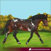 Horse Color:White Spotted Bay