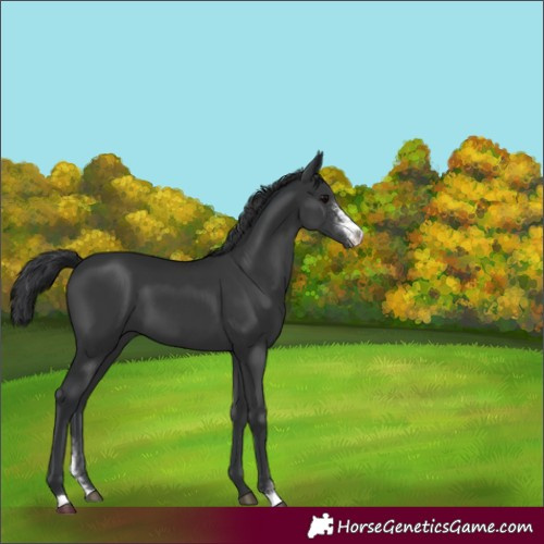 Horse Color:Black Sabino