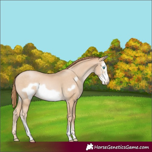 Horse Color:Buckskin Pearl Sabino Frame Rabicano 