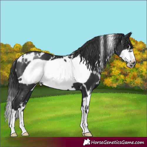 Horse Color:White Spotted Black Frame 