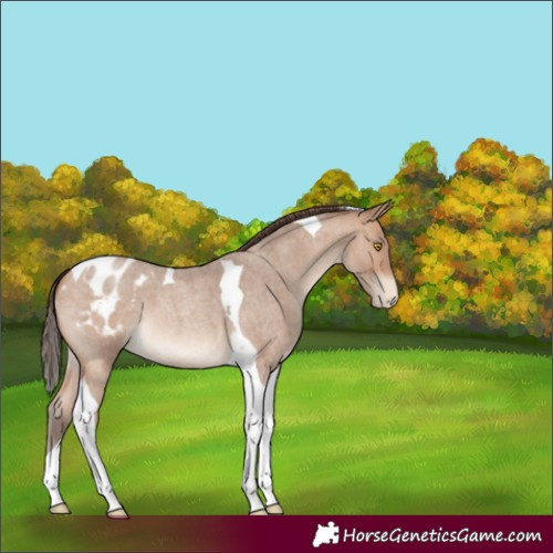 Horse Color:Amber Champagne Roan Tobiano Blanket 