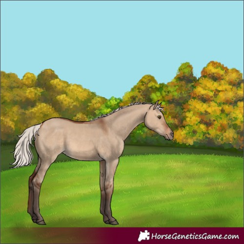 Horse Color:Silver Brown Dun 