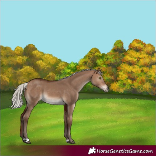 Horse Color:Silver Brown Dun 