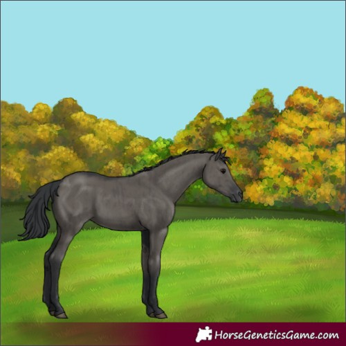 Horse Color:Grullo Brindle 