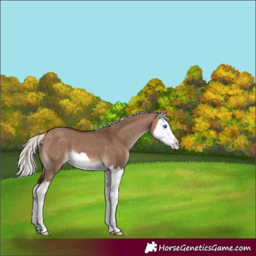Horse Color:Silver Brown Dun Splash 