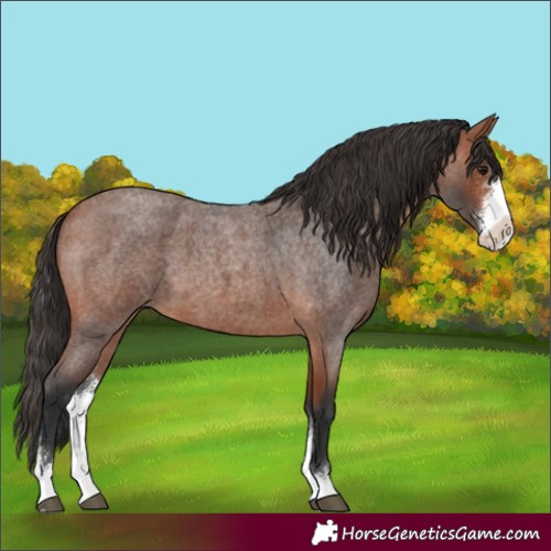 Horse Color:Bay Roan Sabino