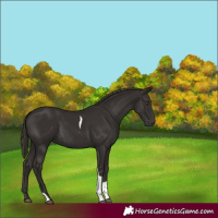 Horse Color:Liver Chestnut Tobiano 