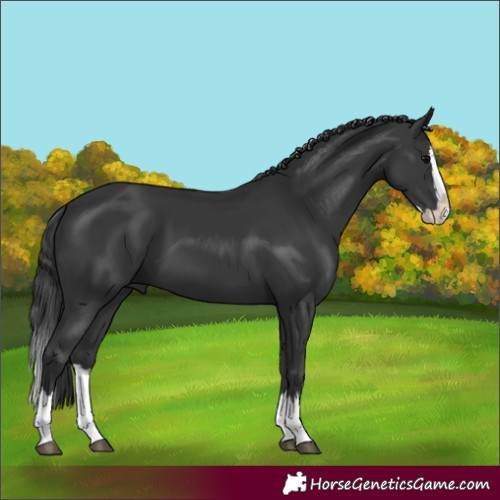 Horse Color:Black Splash 