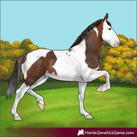 Horse Color:Bay Splash Tobiano 