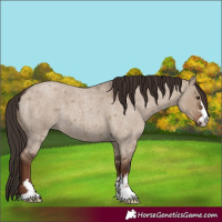 Horse Color:Liver Red Dun Roan 