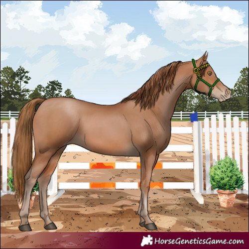 Horse Color:Brown Pearl Rabicano 