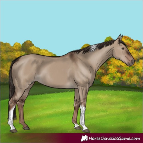 Horse Color:Liver Red Dun Tobiano 