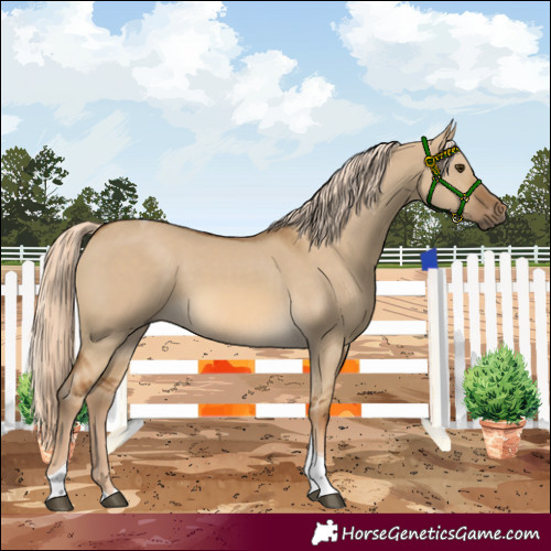 Horse Color:Chocolate Palomino Dun Tobiano 