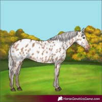 Horse Color:Silver Brown Dun Appaloosa 