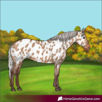 Horse Color:Silver Brown Dun Appaloosa 