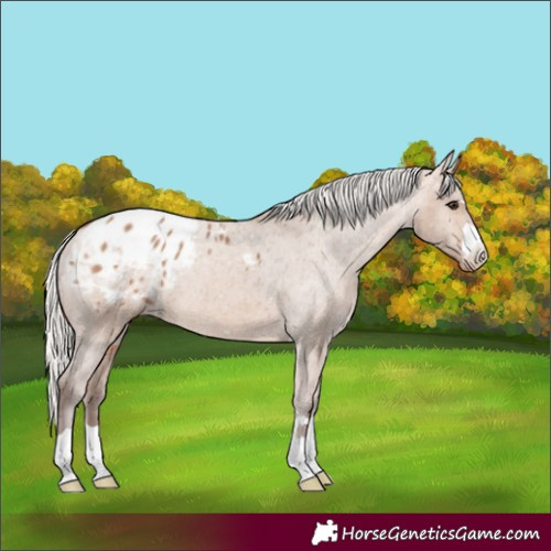 Horse Color:Silver Brown Dun Appaloosa 