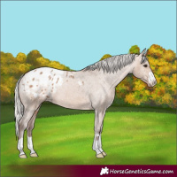 Horse Color:Silver Brown Dun Blanket