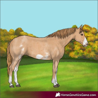 Horse Color:White Spotted Chestnut Sabino Frame 