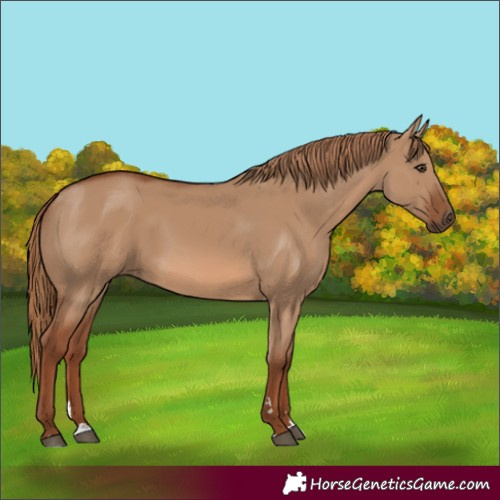Horse Color:Red Dun 