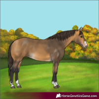 Horse Color:Buckskin 