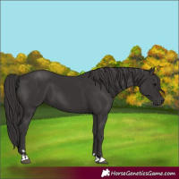 Horse Color:Smoky Black