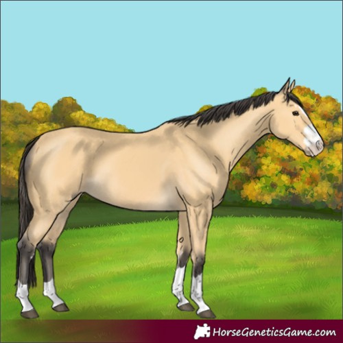 Horse Color:Unknown 
