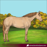 Horse Color:Red Dun 