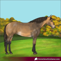 Horse Color:Buckskin 
