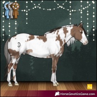 Horse Color:White Spotted Liver Red Dun Frame 
