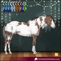 Horse Color:White Spotted Liver Red Dun Frame
