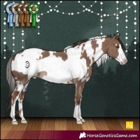 Horse Color:White Spotted Liver Red Dun Frame