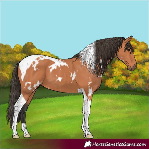 Horse Color:White Spotted Bay Tobiano 