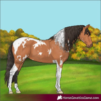 Horse Color:White Spotted Bay Tobiano 