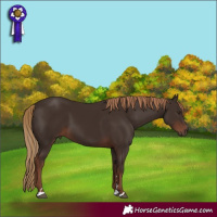 Horse Color:Liver Chestnut 