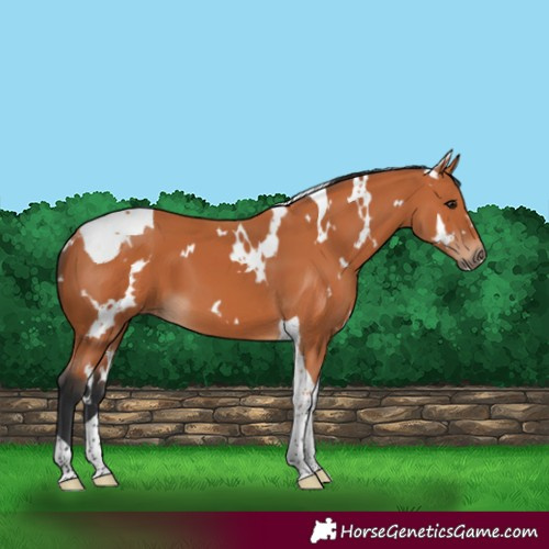 Horse Color:White Spotted Bay Tobiano
