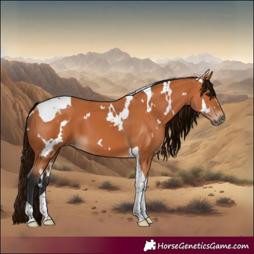 Horse Color:White Spotted Bay Tobiano 