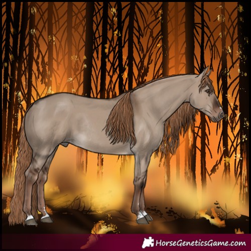 Horse Color:Void Liver Red Dun Rabicano