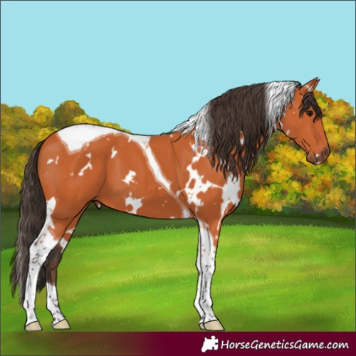 Horse Color:White Spotted Bay Tobiano