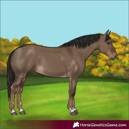 Horse Color:Liver Red Dun Rabicano