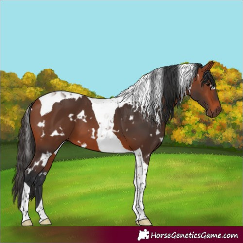 Horse Color:White Spotted Bay Tobiano