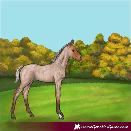 Horse Color:Silver Bay Roan 