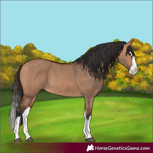 Horse Color:Bay Dun Splash 