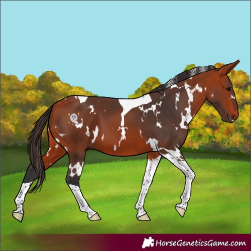 Horse Color:White Spotted Bay Tobiano 